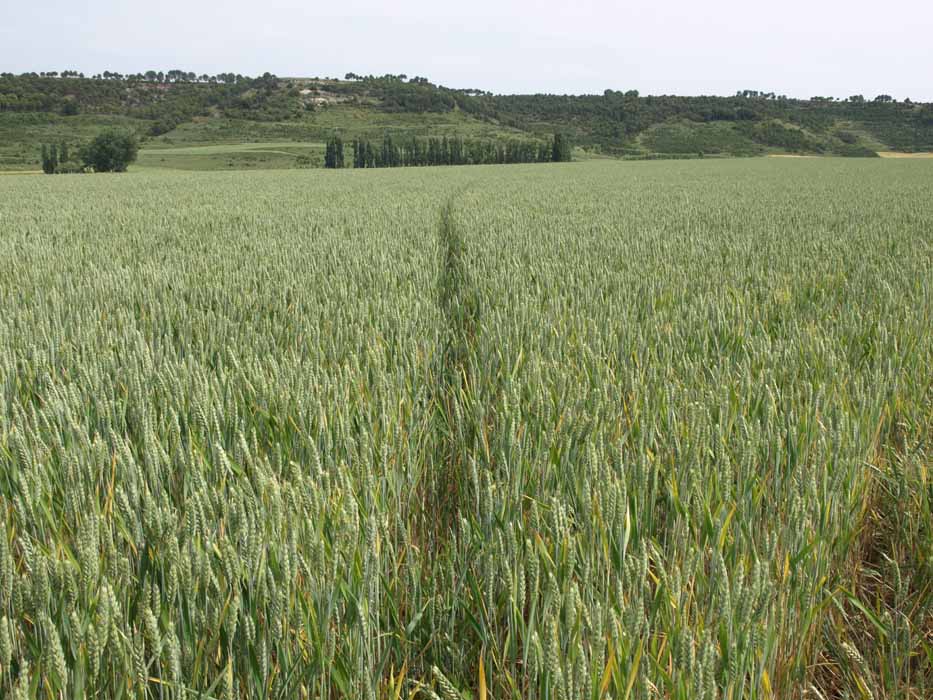 Campo abonado con Chamae