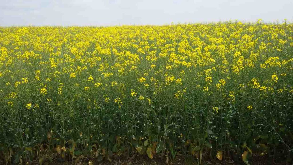 Colza Es Hydromel en Cuenca de Campos