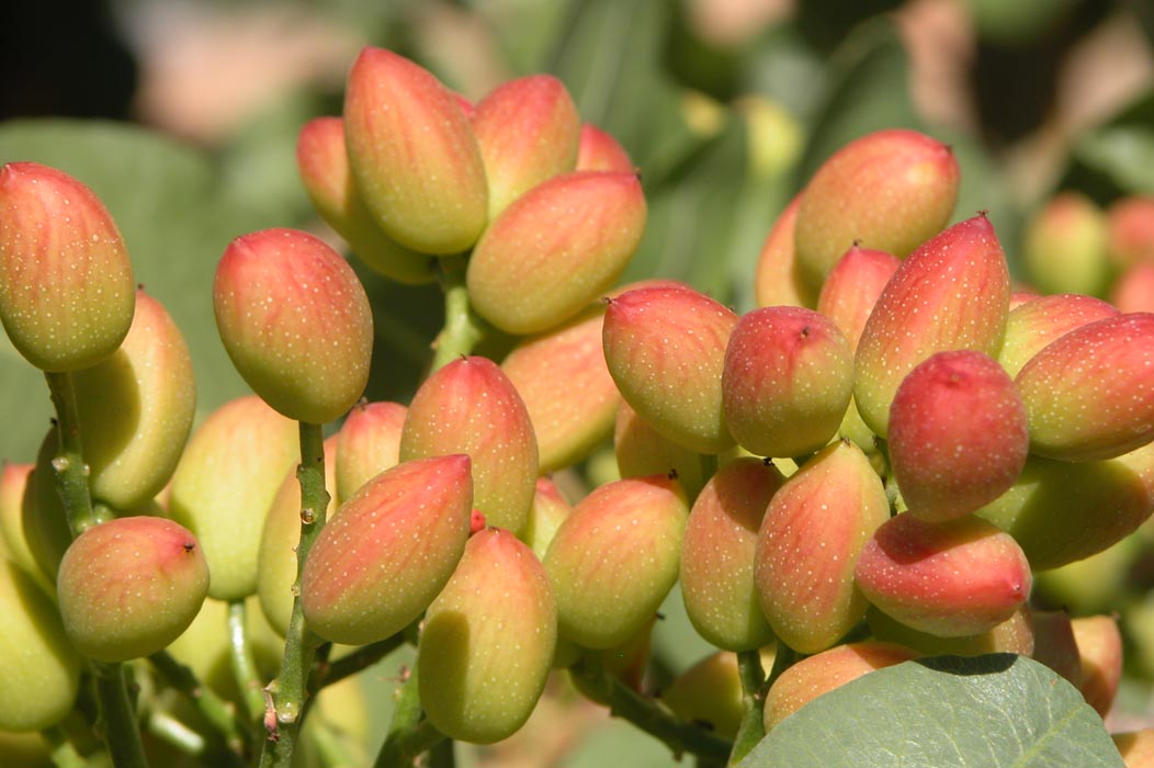 I Jornadas sobre el cultivo del pistacho y el almendro en Huesca