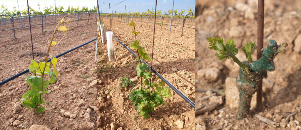 Ensayo INTIA_Cabernet Eidos, Sauvignon Kretos y Soreli.