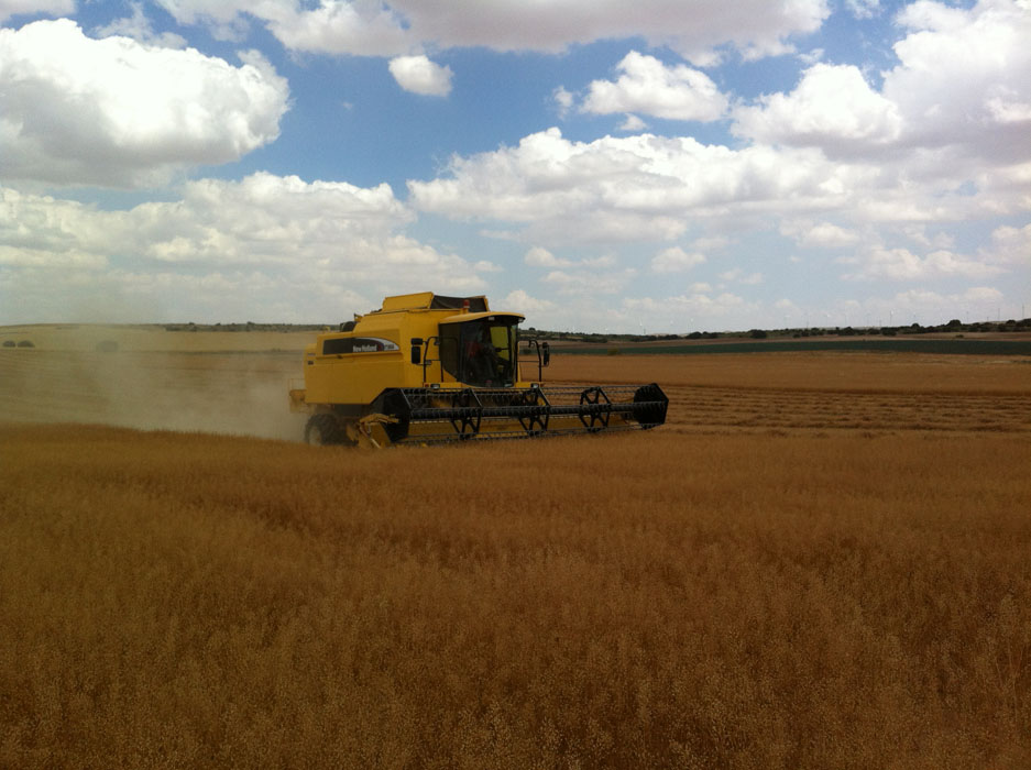 Cosechando Camelina