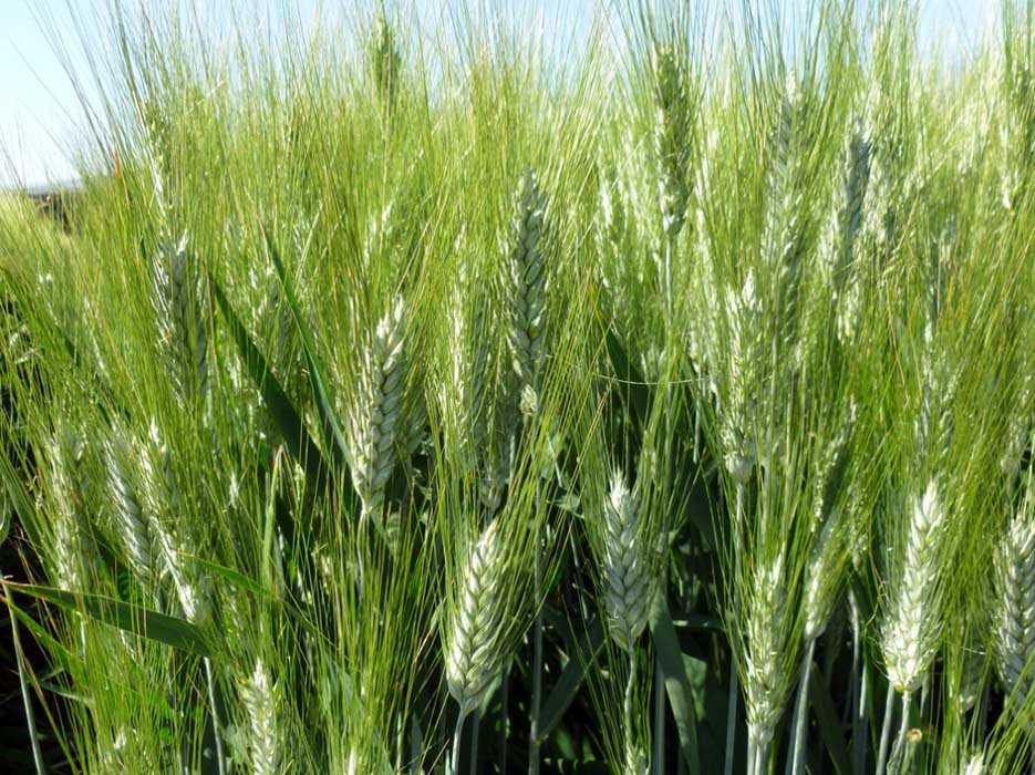Espigas de una de las nuevas variedades de trigo duro con parada invernal.