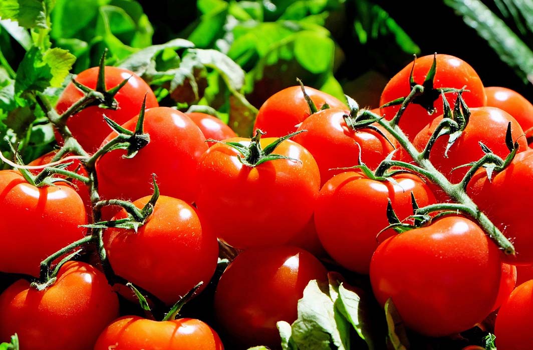 agroseguro adelanta las indemnizaciones a los productores de tomate