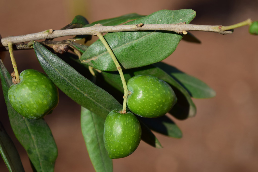 Nuevos abonos foliares de EuroChem Agro para olivar