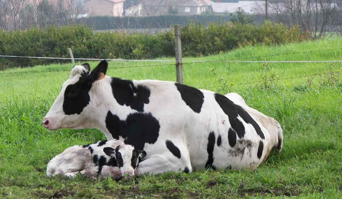 ASAJA pide una rápida convocatoria de la ayuda al seguro de cadáveres de ganado