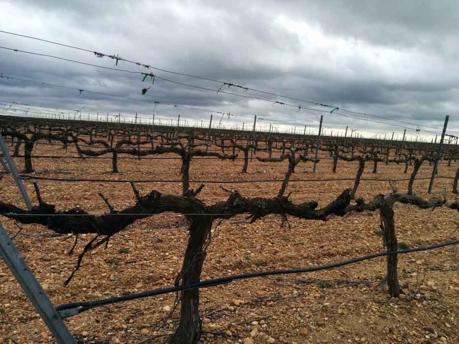 A punto de salir el régimen de autorizaciones de plantaciones de viñedo 2017