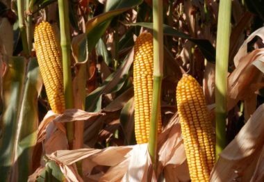 Fertilización de precisión en maíz