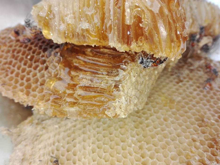 Ayudas para mejorar la producción y venta de miel
