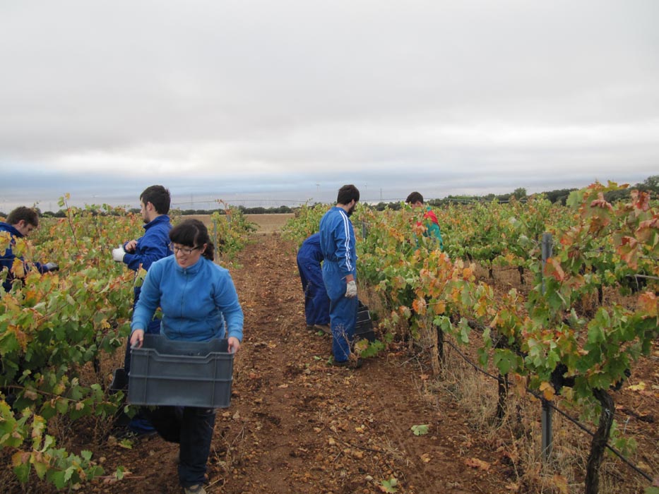 Alumnos de la Santa Espina vendimiando