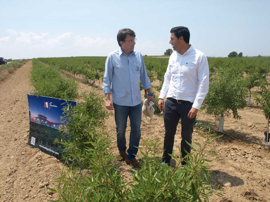 Xavier Rius de Agromillora comenta con un compañero detalles de la plantación de almendro que se visitó. descubre las claves del cultivo del pistacho y el almendro