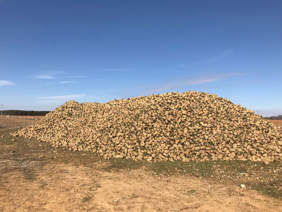 Azucarera recepciona las 9.000 toneladas de remolacha amontonadas en parcelas de La Bañeza