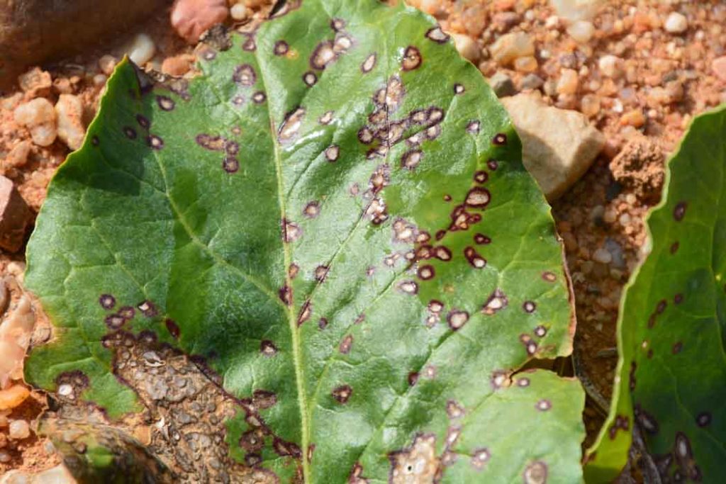 Cercospora