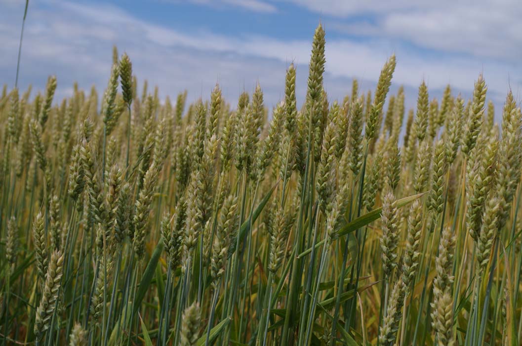 Las indemnizaciones de cereales y leguminosas ascienden a 208 millones