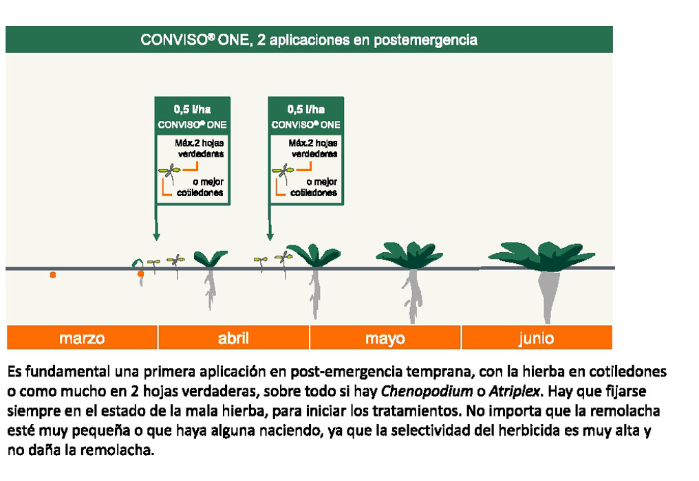 conviso 4 def