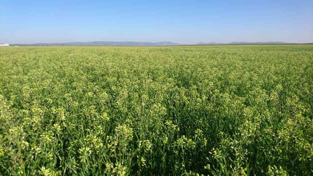 CAMPO DE CAMELINA