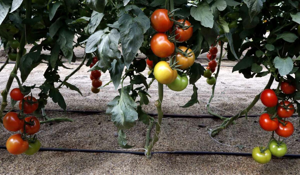 Soluciones nutritivas de precisión para el tomate gracias a Nutri Liquid Perfect Fit