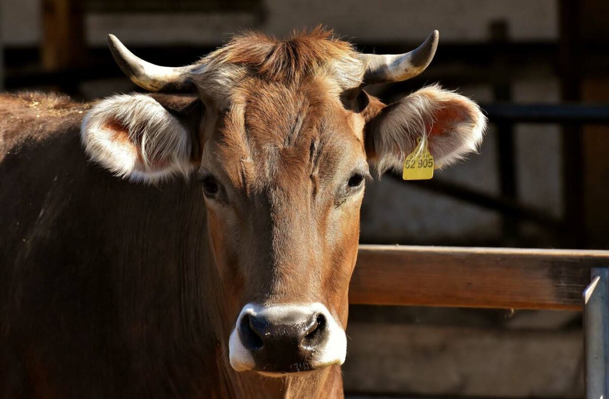 Agroseguro abona 50 millones de euros por siniestros en ganado vacuno