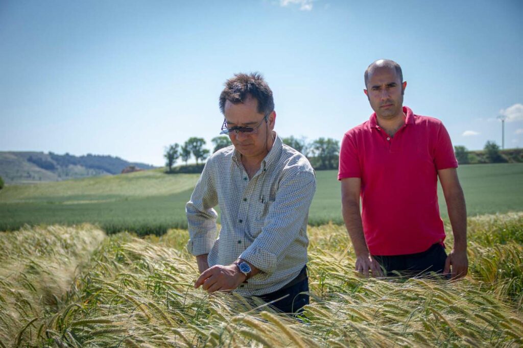 Antonio Muelas y Víctor López supervisando uno de los campos sembrados con una de sus variedades