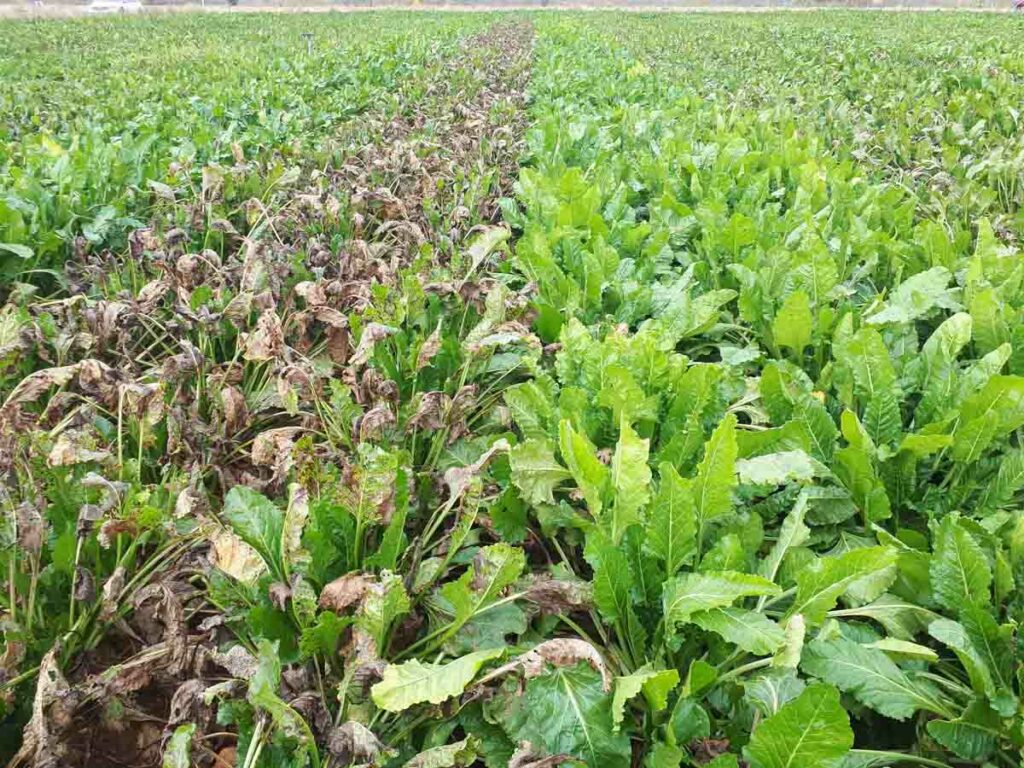 Campo de bandas con la nueva variedad MIGUELLA KWS, a la derecha, a la izquierda una variedad sensible. Es la primera variedad de CR+ en el mercado español, Esta variedad ha demostrado, en la media de los 2 últimos años de los ensayos oficiales, ser la primera en tolerancia a Cercospora, mucho mejor que otras variedades tolerantes actuales, y además con los mejores rendimientos en estos 2 años.