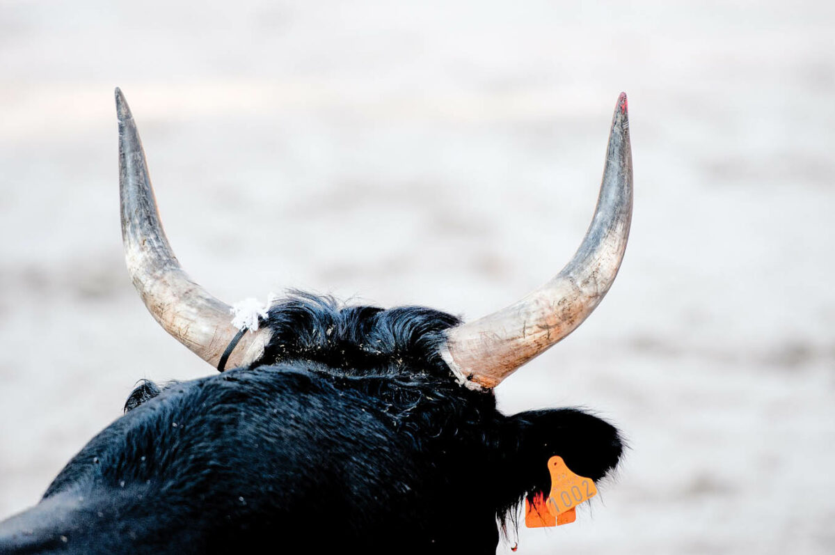 El ganadero Victorino Martín y la cría de toros de lidiaJPEG