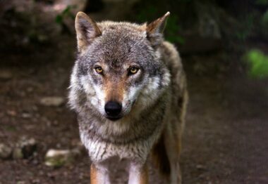 UCCL denuncia que los ataques del lobo son insostenibles