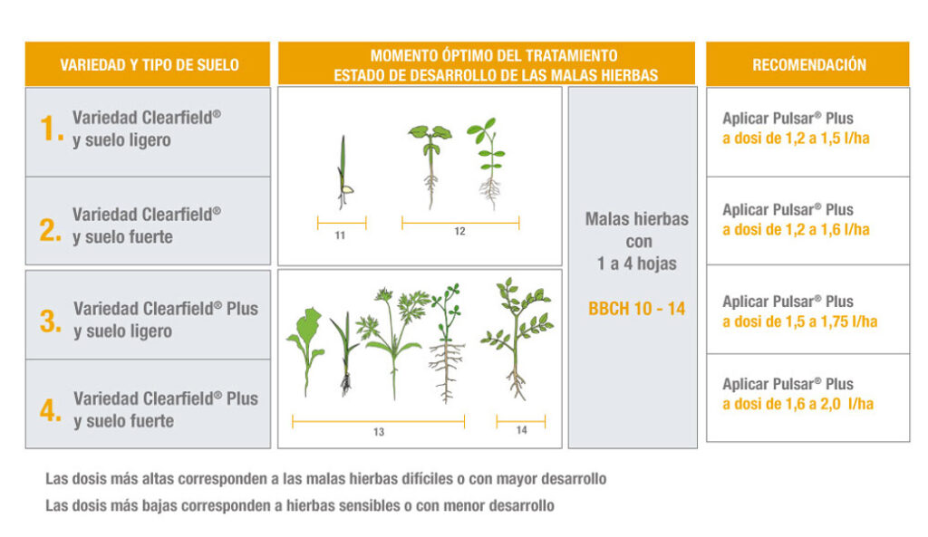 Llega el momento para Clearfield Plus la innovación en girasol