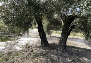 Evaluan los beneficios de Polysulphate en olivo convencional y ecológico
