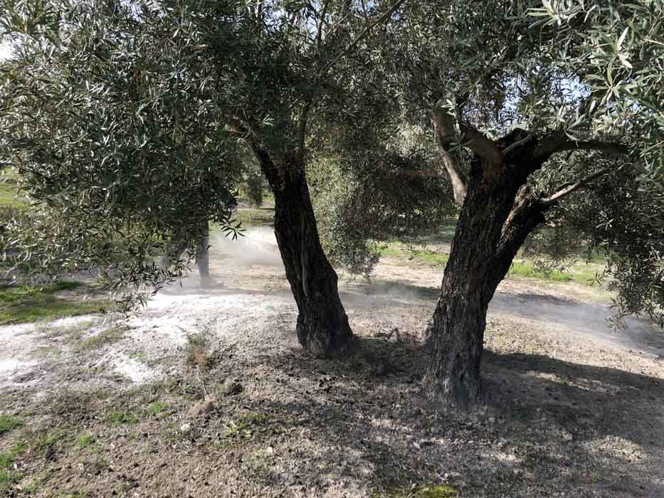 Evaluan los beneficios de Polysulphate en olivo convencional y ecológico