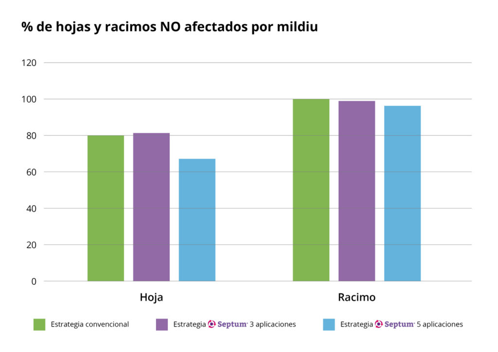 % de hojas y racimos no afectados por mildiu.