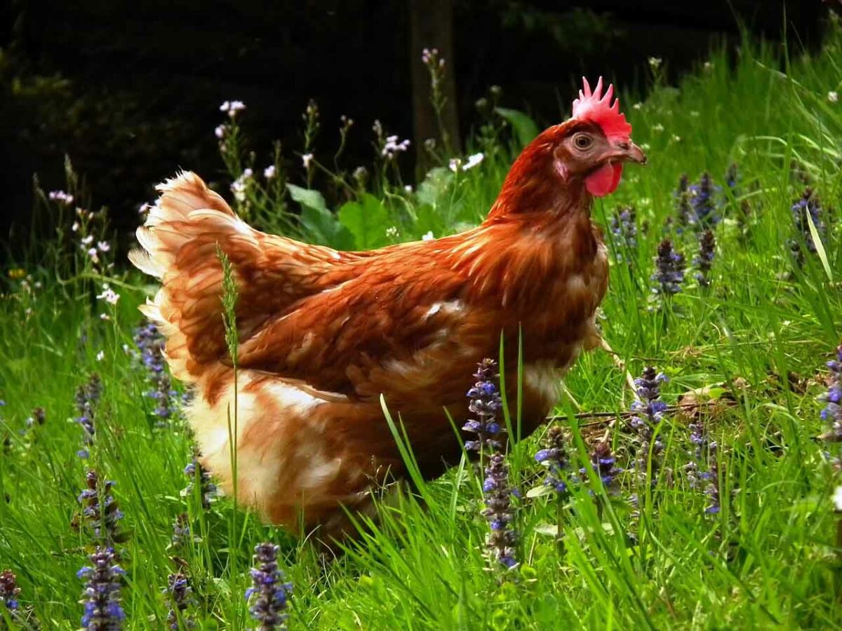 Publicadas las novedades de la nueva ordenación para granjas avícolas
