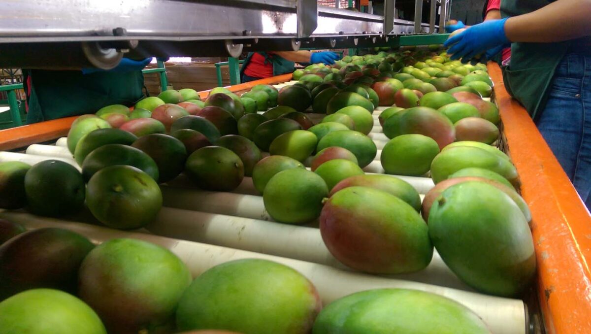 El mango de Puerto Rico diversifica su comercialización pero apuesta por crecer más en EE.UU