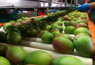 El mango de Puerto Rico diversifica su comercialización pero apuesta por crecer más en EE.UU