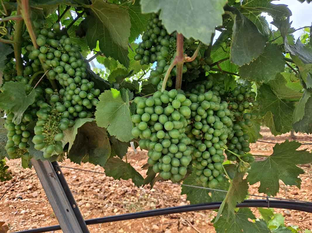 Viticultura ecológica en Castilla y León una oportunidad no exenta de riesgos