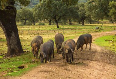 Emiliano de Pedro habla de la dehesa y el cerdo ibérico