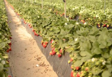Las claves del abonado de la fresa para asegurarnos una alta producción y calidad de fruto