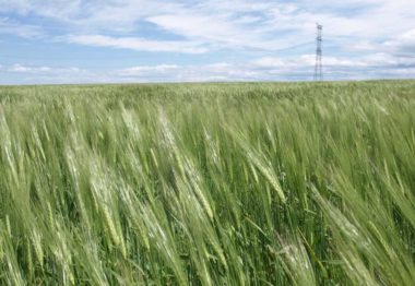 Campo de cereal