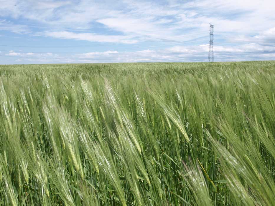 Campo de cereal