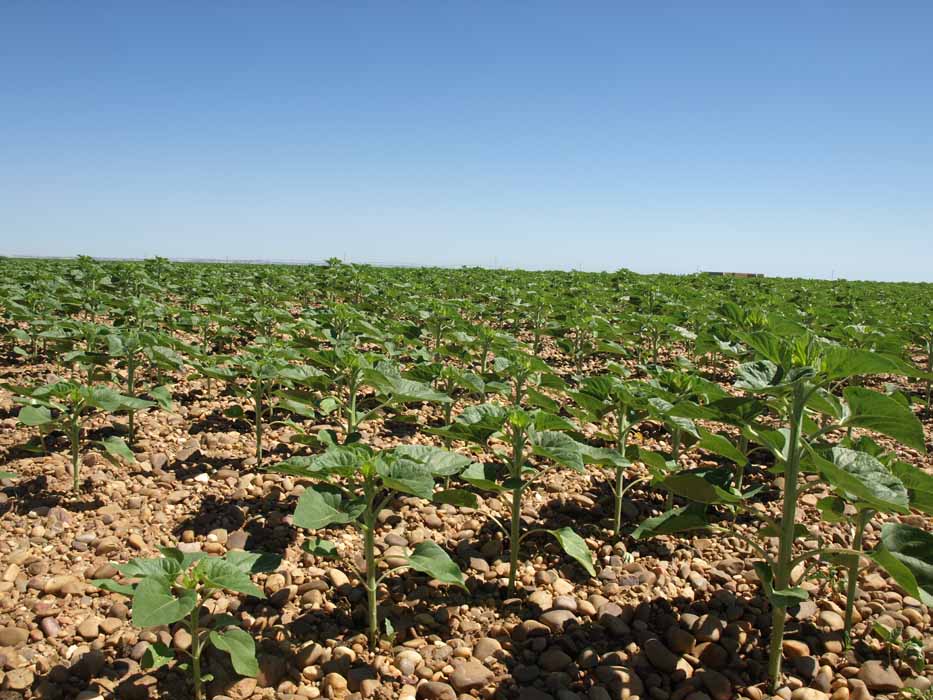 girasol en la seca