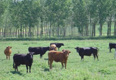 Toros y vacas en campo