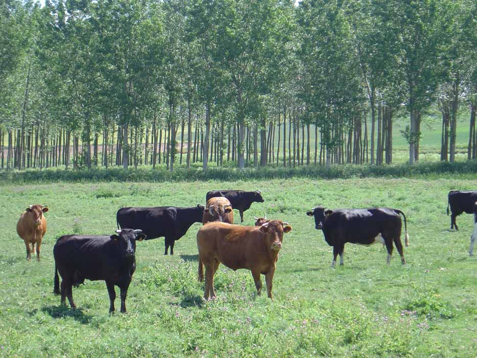 Toros y vacas en campo