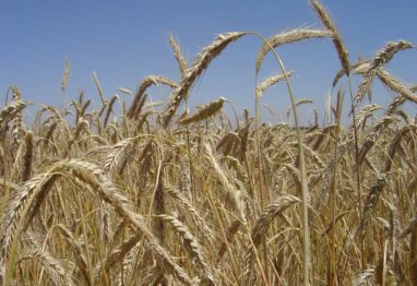 Kenogard lanza Sakura®, un nuevo fungicida para cereal