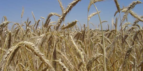 Kenogard lanza Sakura®, un nuevo fungicida para cereal