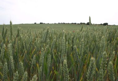 Campo de trigo