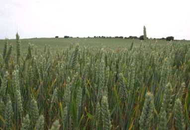 Campo de trigo