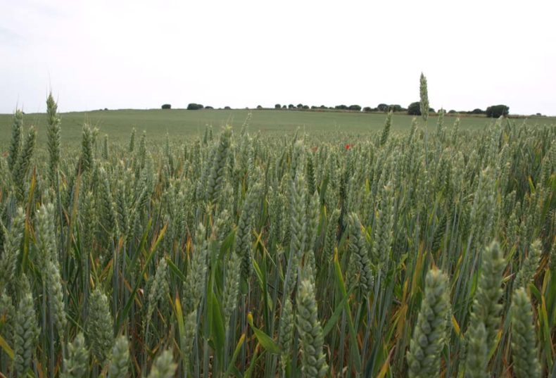 Campo de trigo