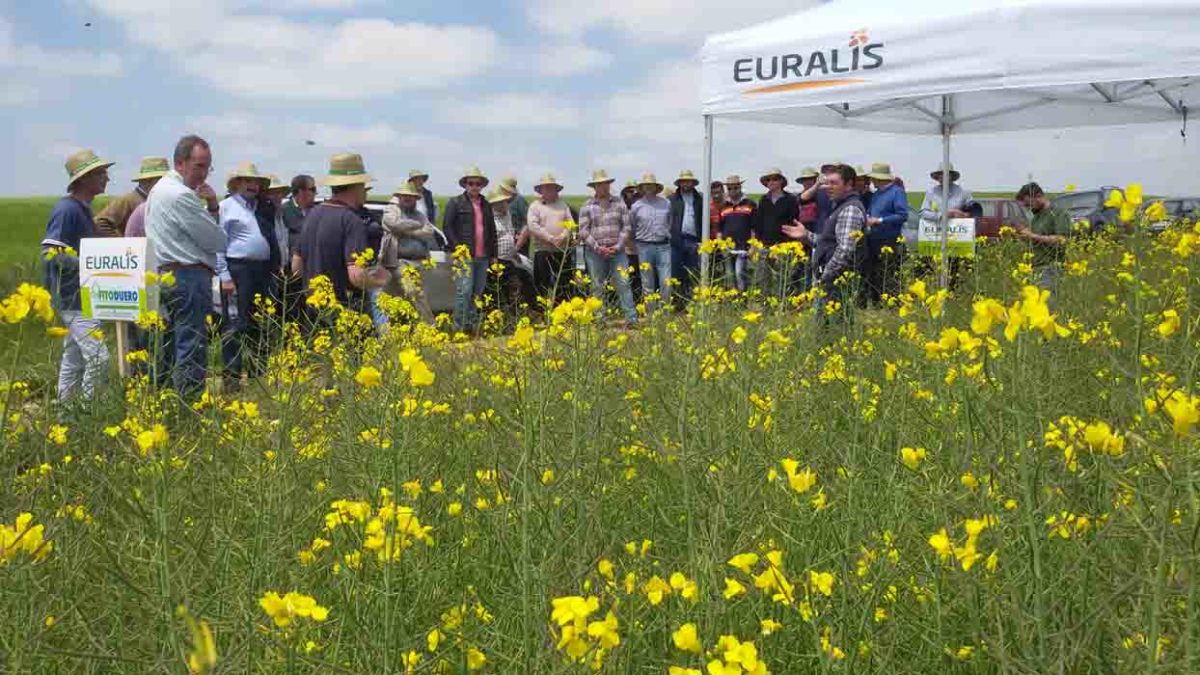 Jornada colza Euralis Semillas