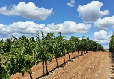 Se modifican aspectos del régimen de autorizaciones de plantaciones de viñedo