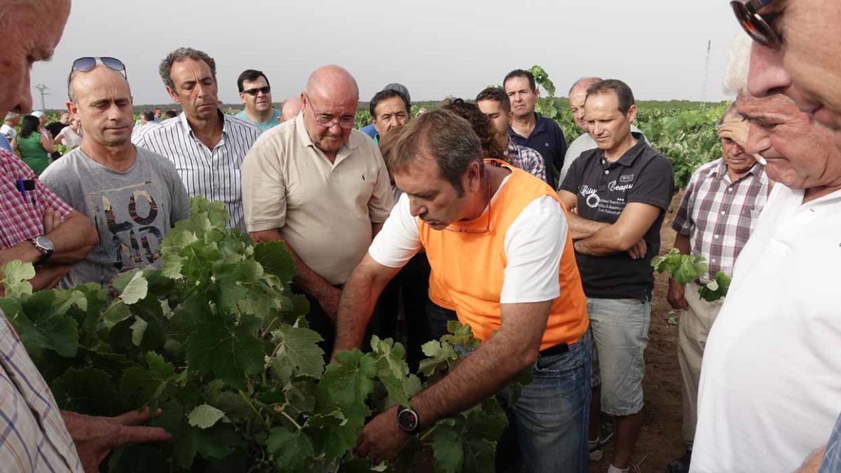 Taller sobre polilla en el campo Utiel-Requena