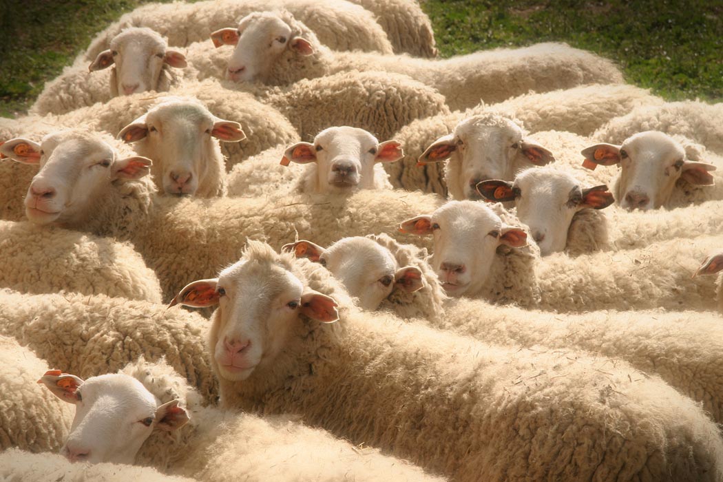atajo de ovejas
