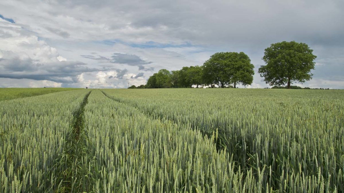 campo de trigo